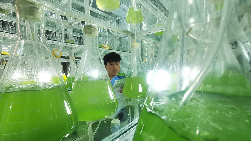 上海CDMO公司报价，哪些因素影响成本？**